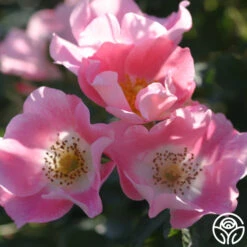 Carefree Delight® 8 Carefree Delight® -Lovely Rose Shop carefree delight 2 5