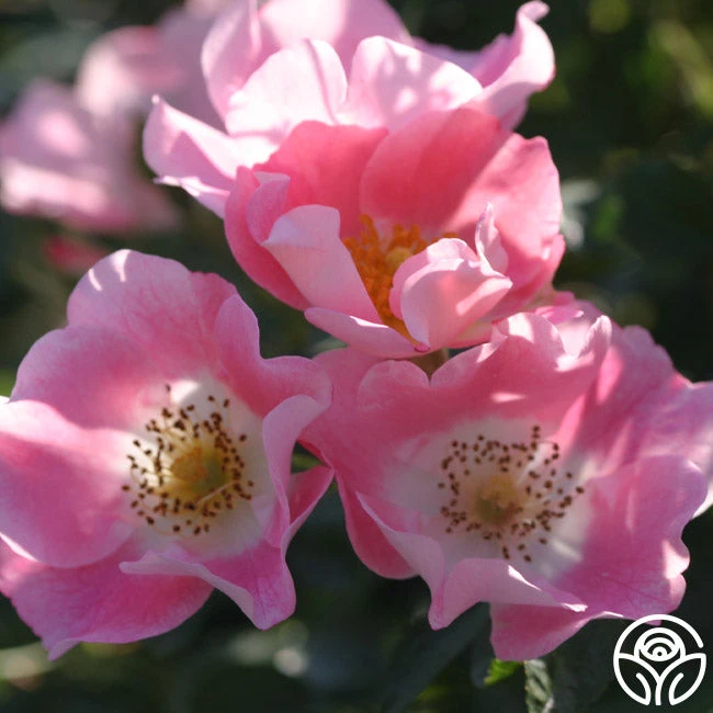 Carefree Delight® 5 Carefree Delight® - Image 3