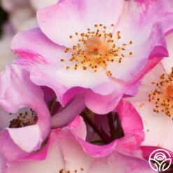 Carefree Delight® 9 Carefree Delight® -Lovely Rose Shop carefree delight 4 5