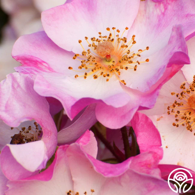 Carefree Delight® 6 Carefree Delight® - Image 4