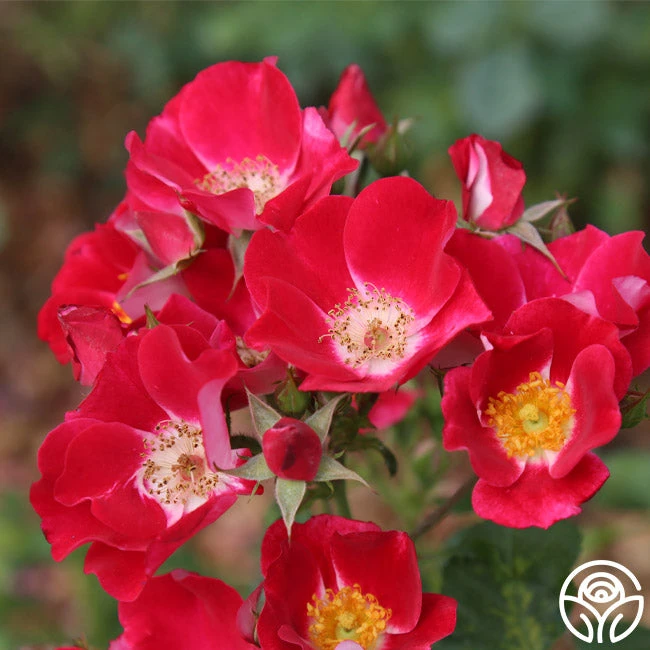 Carefree Spirit 4 Carefree Spirit - Image 2