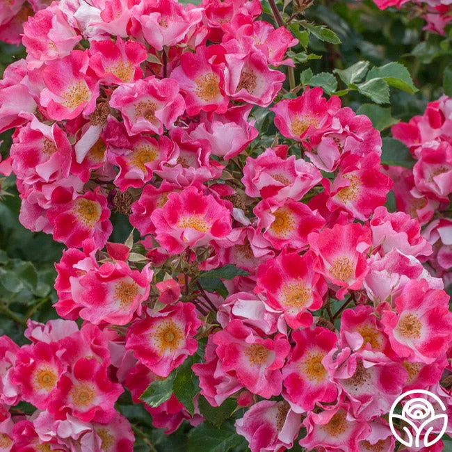 Carefree Spirit 5 Carefree Spirit - Image 3