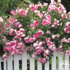 Carefree Wonder™ -Lovely Rose Shop carefree wonder 4 8