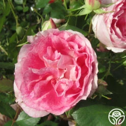 Carefree Wonder™ -Lovely Rose Shop carefree wonder 6 1 1