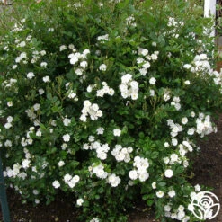 Cassie -Lovely Rose Shop cassie 2 1