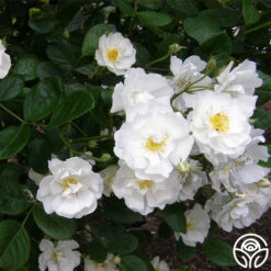 Cassie -Lovely Rose Shop cassie 3 2