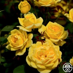 Ch-Ching! -Lovely Rose Shop ch ching 2 8