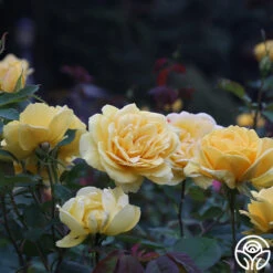 Ch-Ching! -Lovely Rose Shop ch ching 3 8