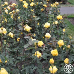 Ch-Ching! -Lovely Rose Shop ch ching 7