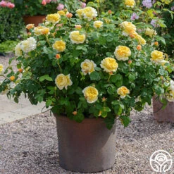 Charles Darwin® -Lovely Rose Shop charles darwin 6