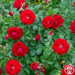 Cherry Frost™ -Lovely Rose Shop cherry frost 2 1