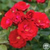 Cherry Frost™ -Lovely Rose Shop cherry frost 3 1