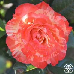 Chihuly™ -Lovely Rose Shop chihuly 4 1