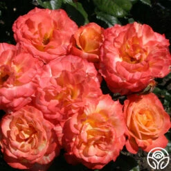 Chihuly™ -Lovely Rose Shop chihuly 7