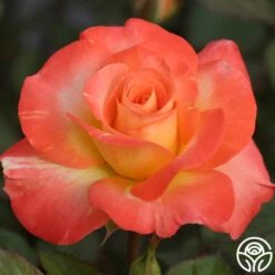 Chihuly™ -Lovely Rose Shop chihuly 8