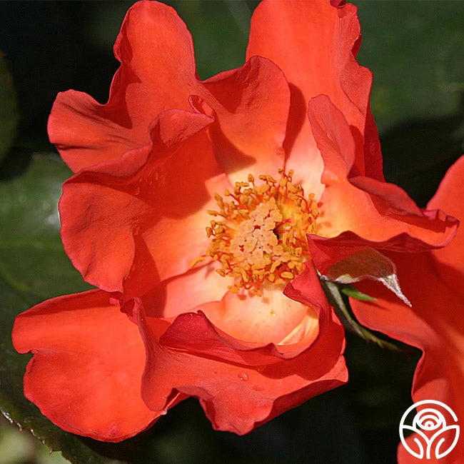 Christine™ 4 Christine™ - Image 2