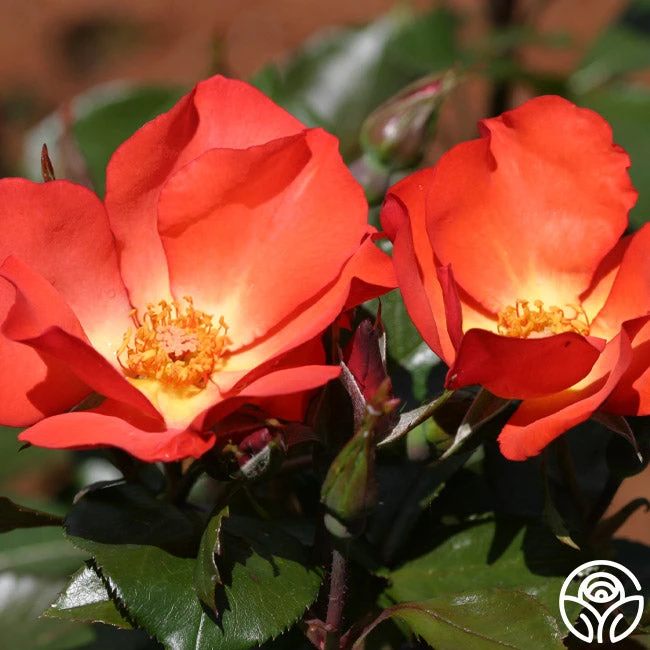 Christine™ 5 Christine™ - Image 3