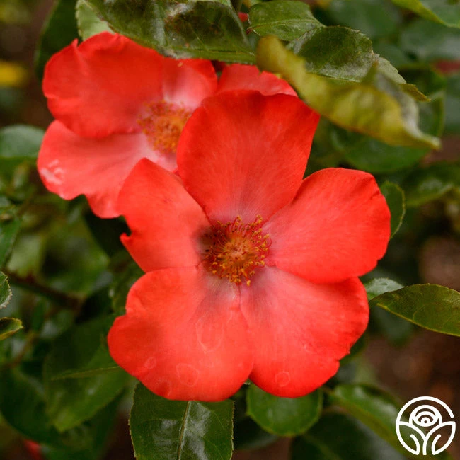 Christine™ 3 Christine™