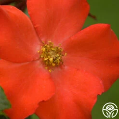 Christine™ 9 Christine™ -Lovely Rose Shop christine logo 04