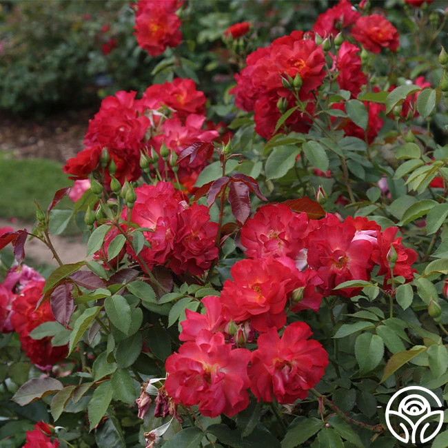 Cinco De Mayo 14 Cinco De Mayo - Image 12