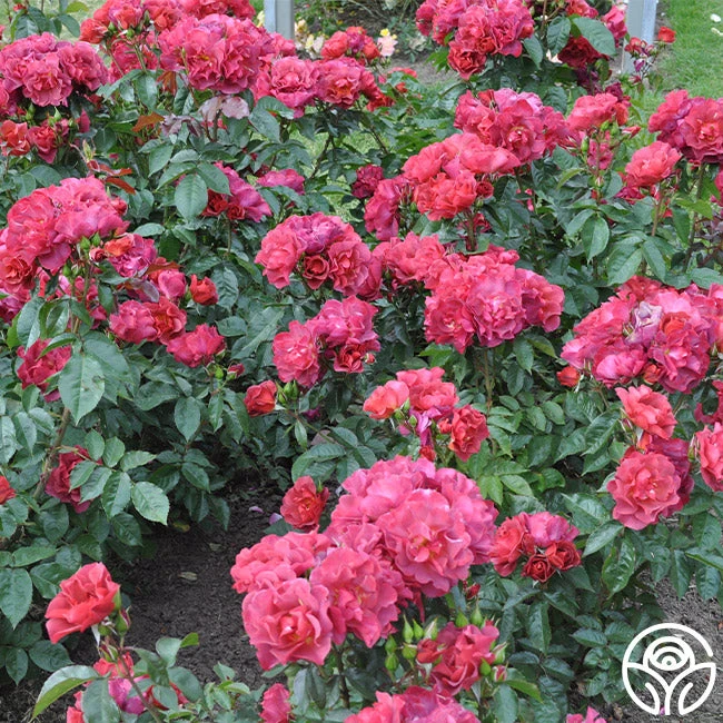 Cinco De Mayo 16 Cinco De Mayo - Image 14