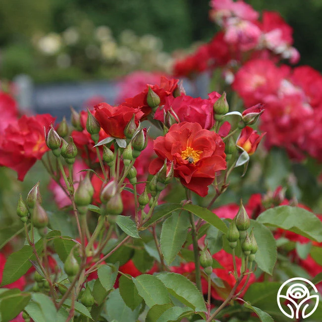 Cinco De Mayo 15 Cinco De Mayo - Image 13