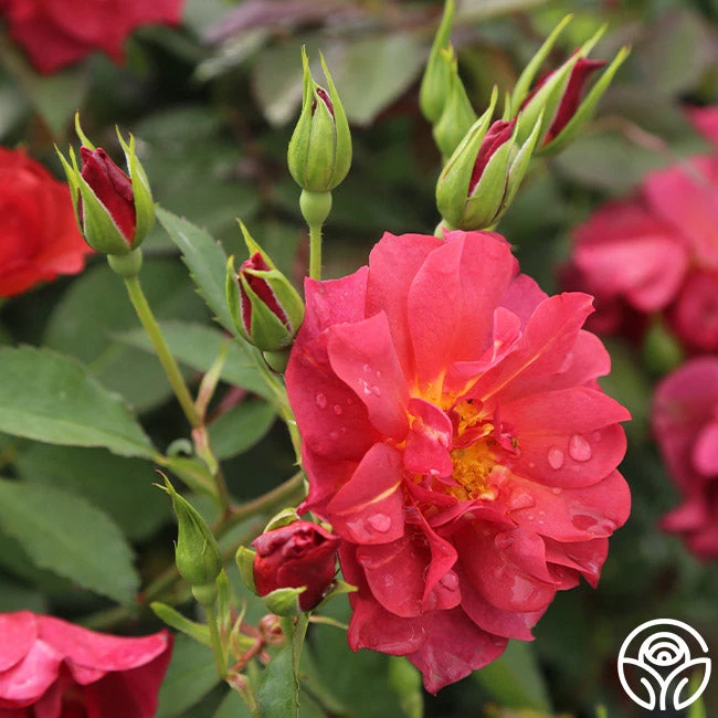 Cinco De Mayo 6 Cinco De Mayo - Image 4