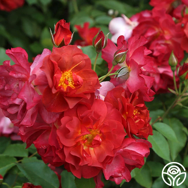 Cinco De Mayo 12 Cinco De Mayo - Image 10