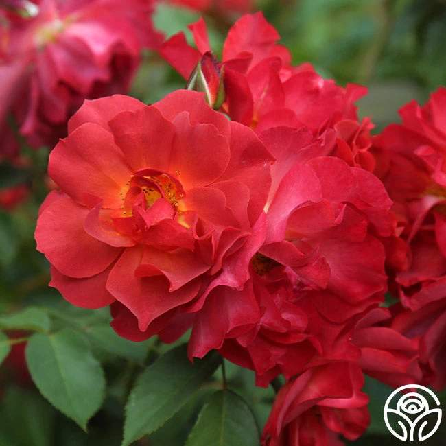 Cinco De Mayo 7 Cinco De Mayo - Image 5