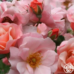 Clair Matin® -Lovely Rose Shop clair matin logo 02