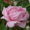 CL Mme Caroline Testout -Lovely Rose Shop clmmecaronlinetestout logo