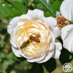 Cloud 10™ 21 Cloud 10™ -Lovely Rose Shop cloud 10 logo 01