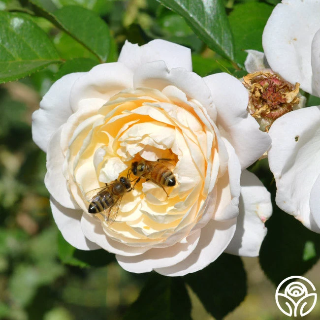 Cloud 10™ 10 Cloud 10™ - Image 8