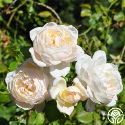 Cloud 10™ 24 Cloud 10™ -Lovely Rose Shop cloud 10 logo 02