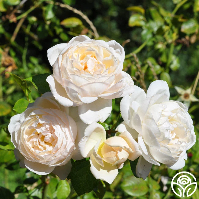 Cloud 10™ 13 Cloud 10™ - Image 11