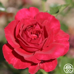 Courageous™ -Lovely Rose Shop courageous 1
