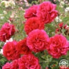 Courageous™ 1 Courageous™ -Lovely Rose Shop courageous 16
