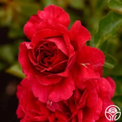 Courageous™ -Lovely Rose Shop courageous 18