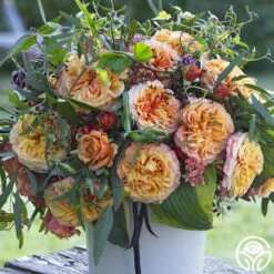 Sunbelt® Crazy Love™ 8 Sunbelt® Crazy Love™ -Lovely Rose Shop crazy love 1 1