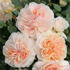 Veranda® Cream 13 Veranda® Cream -Lovely Rose Shop cream veranda 1 1