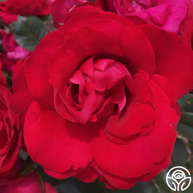 Crimson Sky 4 Crimson Sky - Image 2