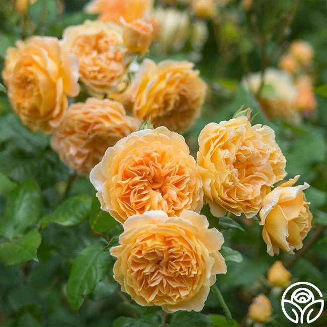 Crown Princess Margareta® 3 Crown Princess Margareta®