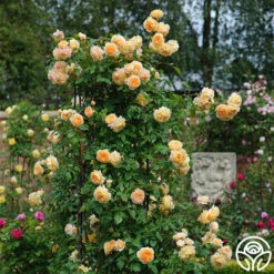 Crown Princess Margareta® 11 Crown Princess Margareta® -Lovely Rose Shop crown princess margareta