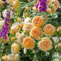 Crown Princess Margareta® 9 Crown Princess Margareta® -Lovely Rose Shop crown princess margareta 2 1