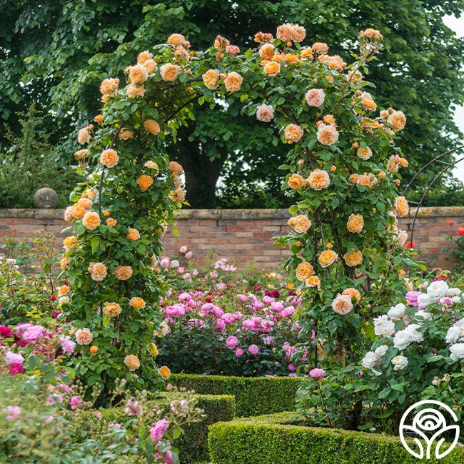 Crown Princess Margareta® 5 Crown Princess Margareta® - Image 3