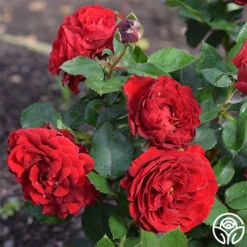 Dancing In The Dark™ -Lovely Rose Shop dancing in the dark 2 5