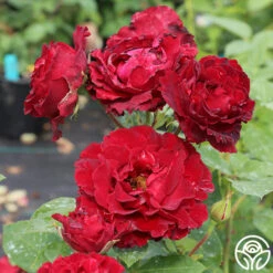 Dancing In The Dark™ -Lovely Rose Shop dancing in the dark 3 5