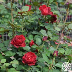 Dancing In The Dark™ -Lovely Rose Shop dancing in the dark 5