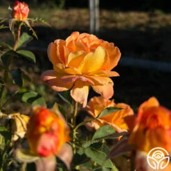 Dawn Chorus -Lovely Rose Shop dawn chorus 11