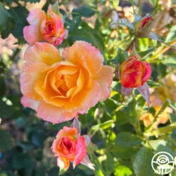 Dawn Chorus -Lovely Rose Shop dawn chorus 12